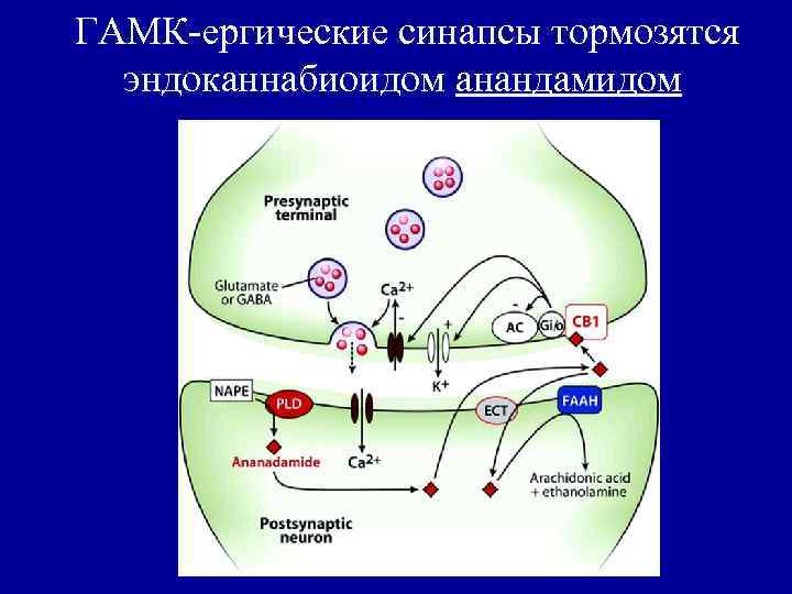ГАМК-ергические синапсы тормозятся эндоканнабиоидом анандамидом 