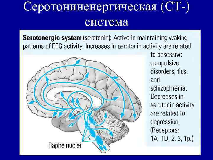 Серотониненергическая (СТ-) система 
