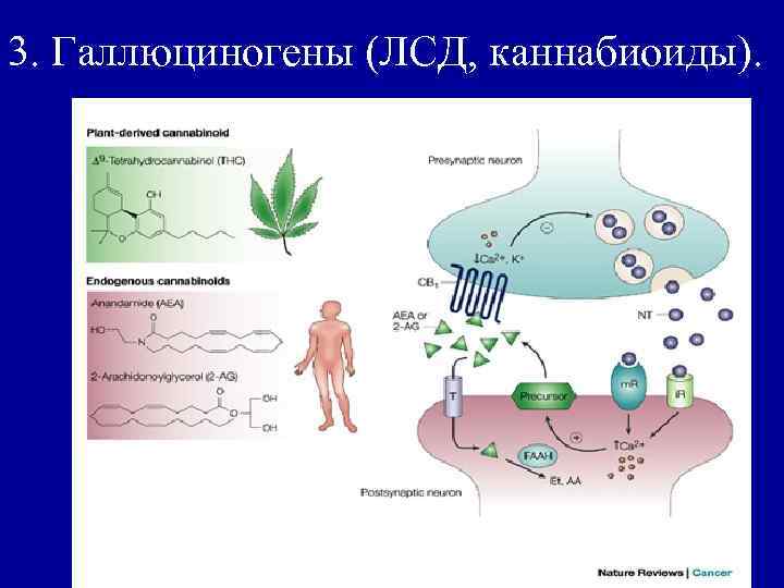 3. Галлюциногены (ЛСД, каннабиоиды). 