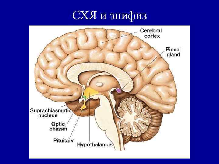 СХЯ и эпифиз 