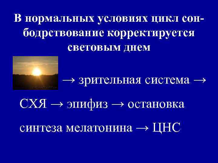 В нормальных условиях цикл сонбодрствование корректируется световым днем → зрительная система → СХЯ →
