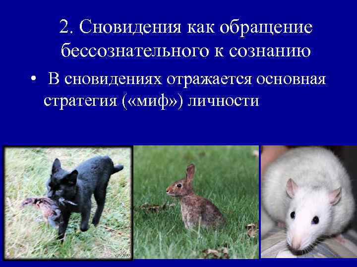 2. Сновидения как обращение бессознательного к сознанию • В сновидениях отражается основная стратегия (