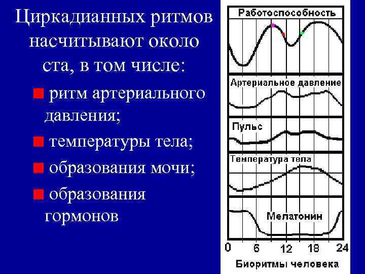 Циркадианных ритмов насчитывают около ста, в том числе: ритм артериального давления; температуры тела; образования