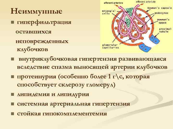 Неиммунные гиперфильтрация оставшихся неповрежденных клубочков n внутриклубочковая гипертензия развивающаяся вследствие спазма выносящей артерии клубочков