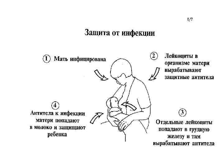 Иммунитет на гв. Консультирование по грудному вскармливанию. Грудное вскармливание консультирование.