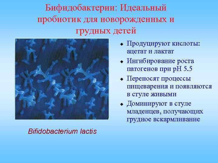 Бифидобактерии 5