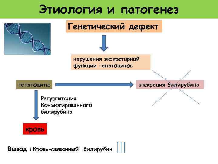 Этиология и патогенез Генетический дефект нарушения экскреторной функции гепатоцитов гепатоциты Регургитация Конъюгированного билирубина кровь