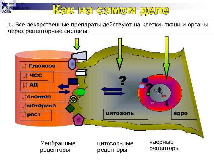 Презентация В. В. Афанасьева 2013 г. 1. Все лекарственные препараты действуют на клетки, ткани