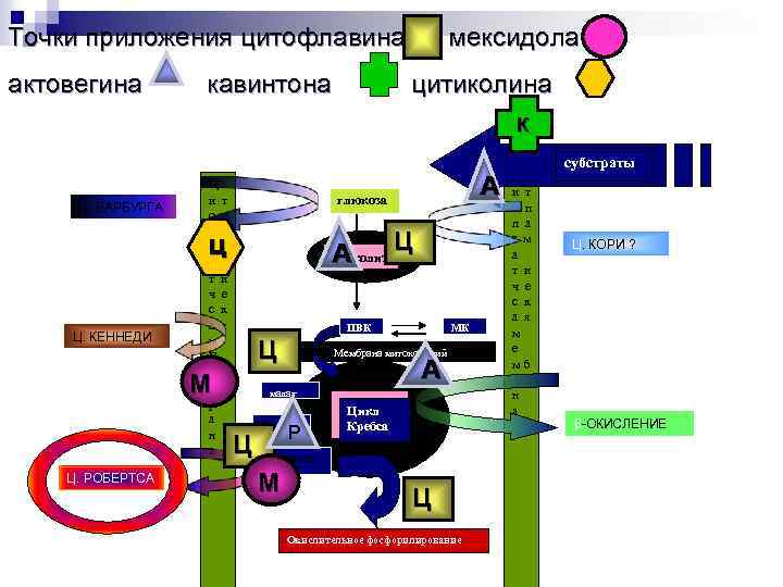 Точки приложения цитофлавина мексидола актовегина кавинтона цитиколина К Ц. ВАРБУРГА Ц и т о
