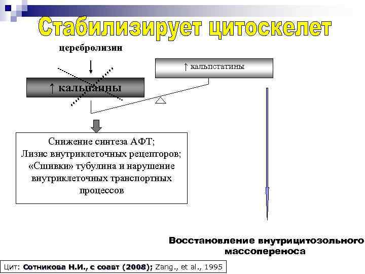 церебролизин ↑ кальпстатины ↑ кальпаины Снижение синтеза АФТ; Лизис внутриклеточных рецепторов; «Сшивки» тубулина и
