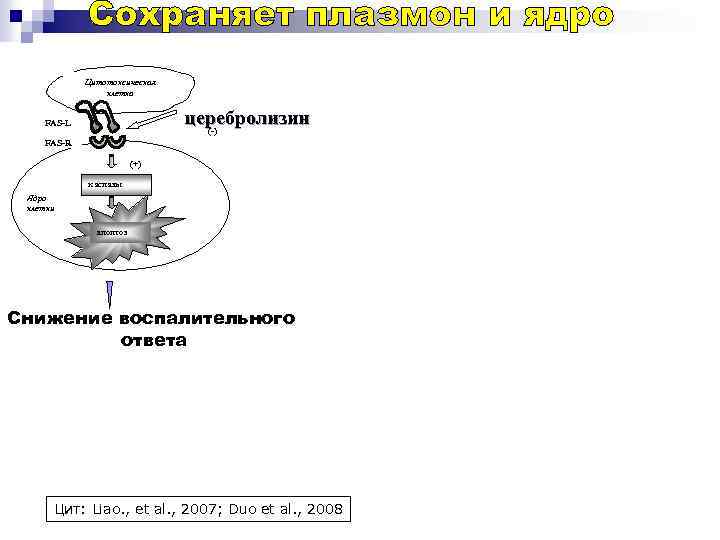 Цитотоксическая клетка церебролизин (-) FAS-L FAS-R (+) каспазы Ядро клетки апоптоз Снижение воспалительного ответа