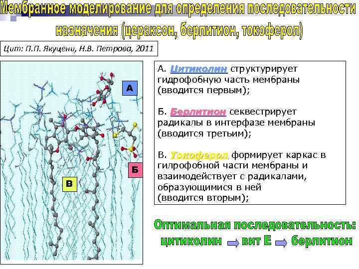 Цит: П. П. Якуцени, Н. В. Петрова, 2011 А А. Цитиколин структурирует гидрофобную часть
