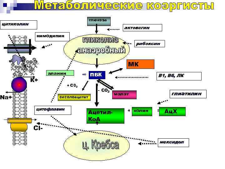 глюкоза цитиколин актовегин нимодипин рибоксин МК К+ Na+ аланин ПВК + С 02 -