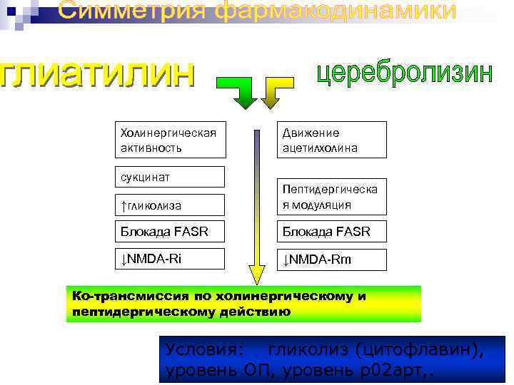 Холинергическая активность сукцинат Движение ацетилхолина ↑гликолиза Пептидергическа я модуляция Блокада FASR ↓NMDA Ri ↓NMDA