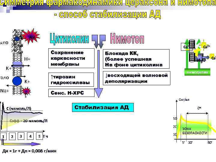 АК ыло Сохранение каркасности мембраны K+ K+ Na+ Блокада КК, (более успешная На фоне