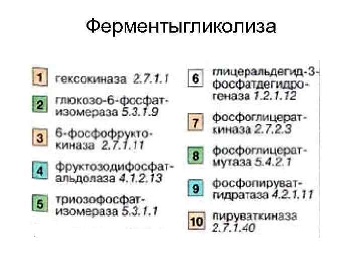 Ферментыгликолиза 