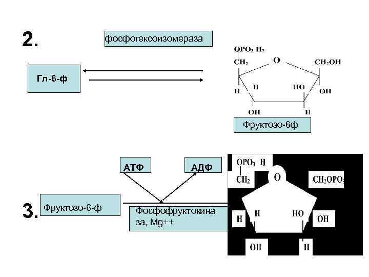 2. фосфогексоизомераза Гл-6 -ф Фруктозо-6 ф АТФ 3. Фруктозо-6 -ф АДФ Фосфофруктокина за, Mg++
