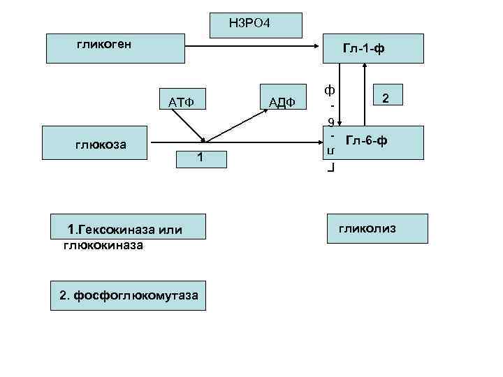 Н 3 РО 4 гликоген Гл-1 -ф глюкоза АДФ 1 1. Гексокиназа или глюкокиназа