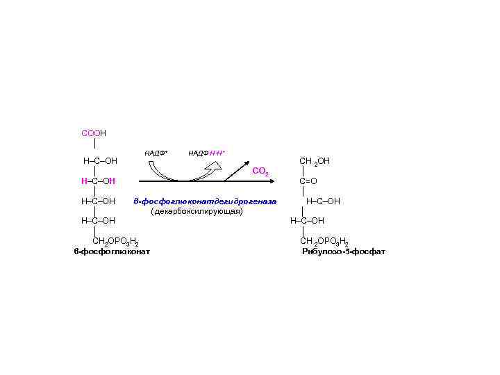 СООН │ НАДФ+ НАДФ Н∙Н+ Н–С–ОН │ СО 2 Н–С–ОН │ Н–С–ОН 6 -фосфоглюконатдегидрогеназа