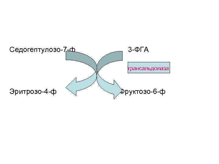 Седогептулозо-7 -ф 3 -ФГА трансальдолаза Эритрозо-4 -ф Фруктозо-6 -ф 