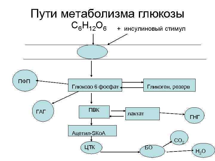 Пути метаболизма глюкозы С 6 Н 12 О 6 ПФП + инсулиновый стимул Глюкозо