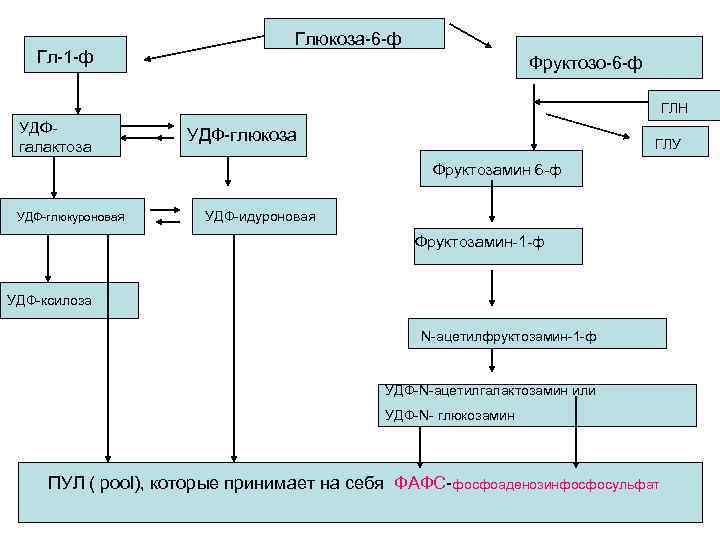  • Гл-1 -ф Глюкоза-6 -ф Фруктозо-6 -ф ГЛН УДФгалактоза УДФ-глюкоза ГЛУ Фруктозамин 6