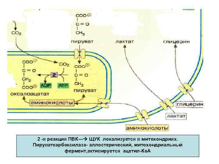 2 -я реакция ПВК--- ЩУК локализуется в митохондриях. Пируваткарбоксилаза- аллостерический, митохондриальный фермент, активируется ацетил-Ко.