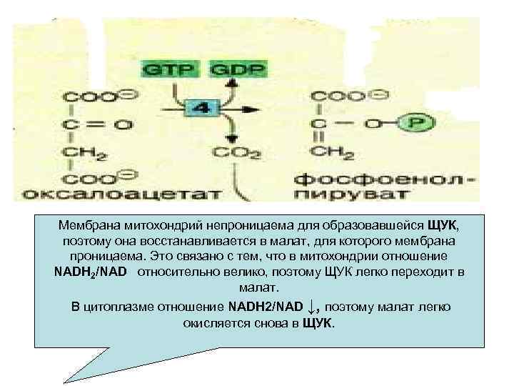 Мембрана митохондрий непроницаема для образовавшейся ЩУК, поэтому она восстанавливается в малат, для которого мембрана