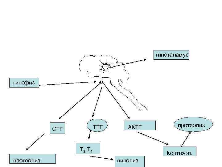 гипоталамус гипофиз ТТГ СТГ АКТГ Т 3, Т 4 протеолиз Кортизол. липолиз 