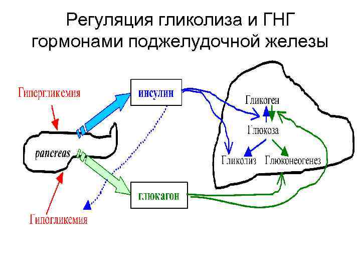 Схема регуляции гликолиза и глюконеогенеза