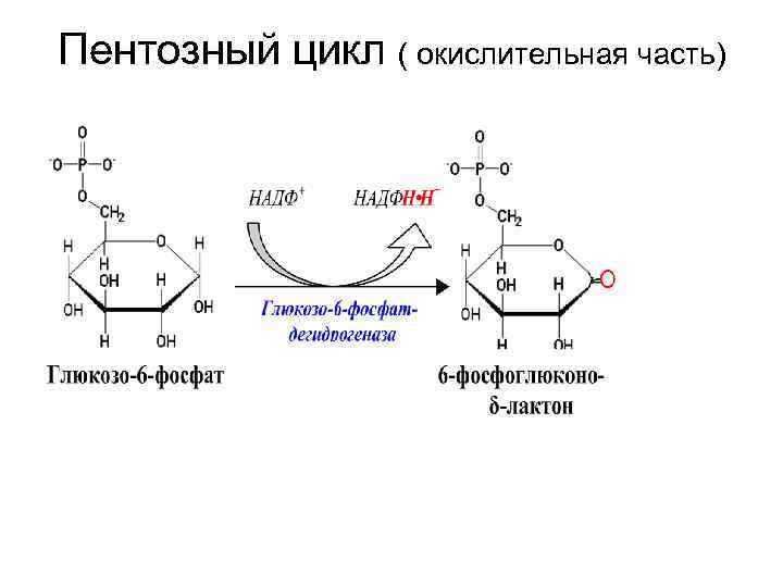 Пентозный цикл ( окислительная часть) 