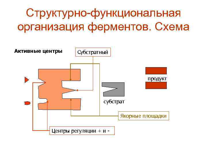Структурно функциональная организация ферментов. Схема Активные центры Субстратный продукт субстрат Якорные площадки Центры регуляции