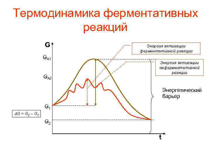 Термодинамика ферментативных реакций G GA 1 GA 2 Энергия активации ферментативной реакции Энергия активации