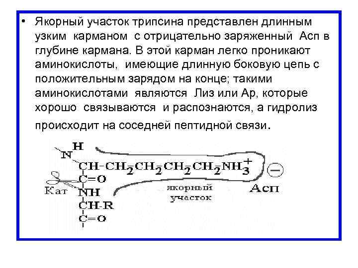  • Якорный участок трипсина представлен длинным узким карманом с отрицательно заряженный Асп в