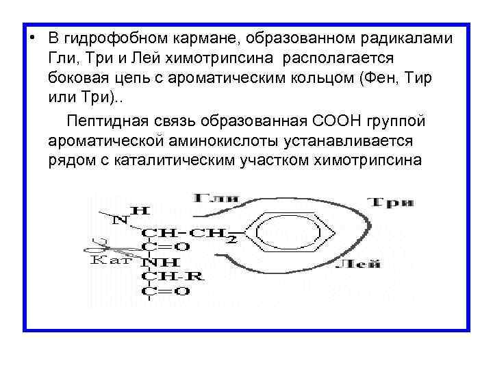  • В гидрофобном кармане, образованном радикалами Гли, Три и Лей химотрипсина располагается боковая