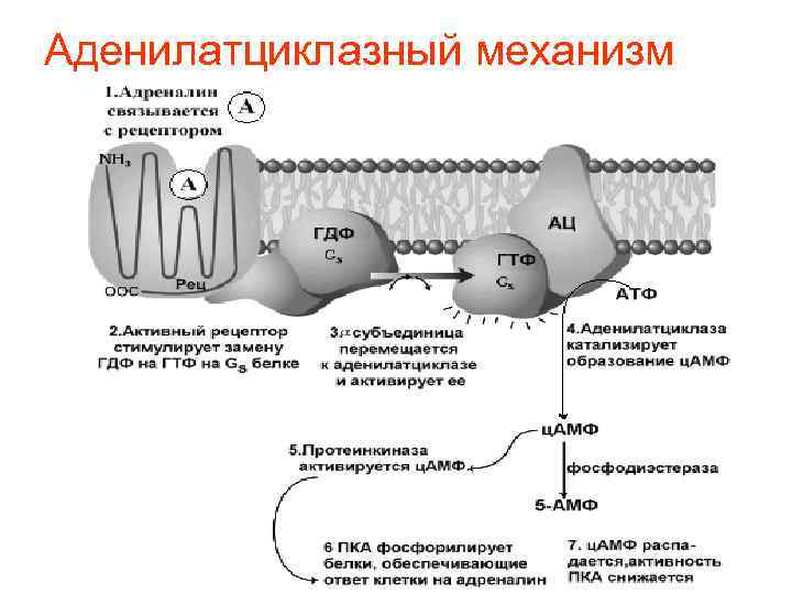 Аденилатциклазный механизм 