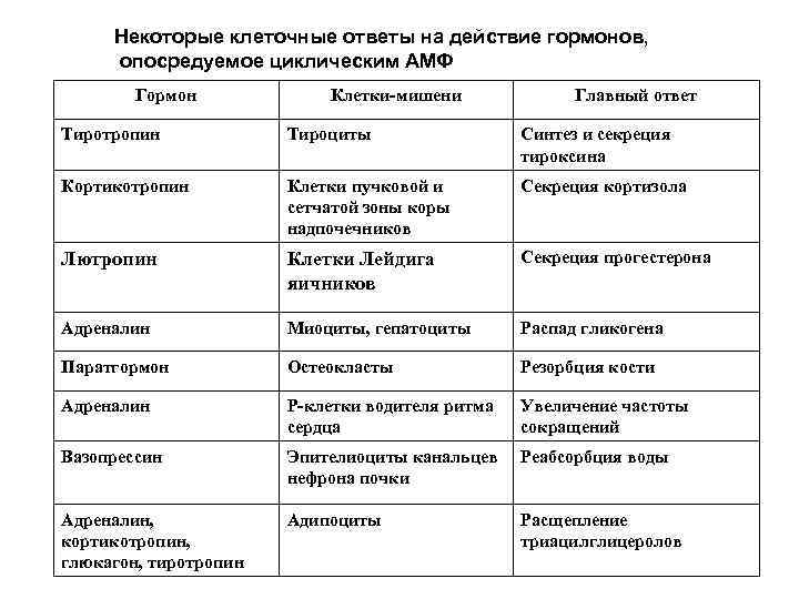 Некоторые клеточные ответы на действие гормонов, опосредуемое циклическим АМФ Гормон Клетки-мишени Главный ответ Тиротропин