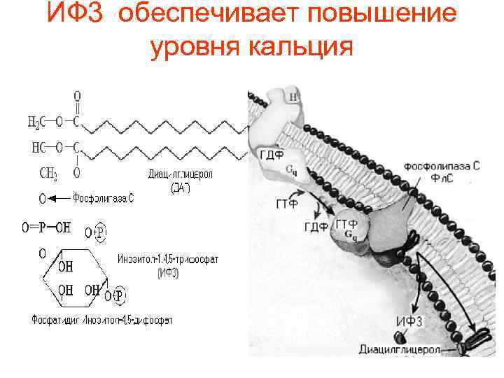 ИФ 3 обеспечивает повышение уровня кальция 