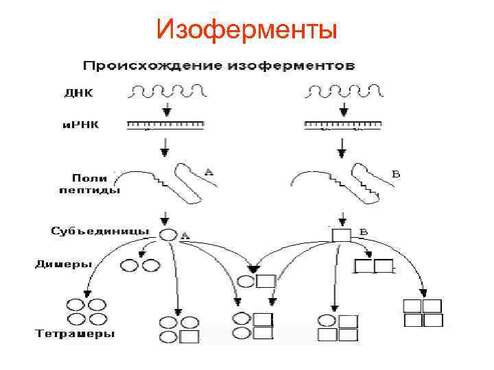 Ферменты изоферменты. Роль изоферментов. Изоферменты и их использование в диагностике заболеваний.. Роль изоферментов в диагностике заболеваний. 3 Ферментные системы репарации.