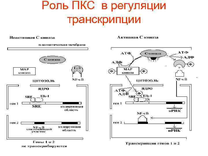 Роль ПКС в регуляции транскрипции 
