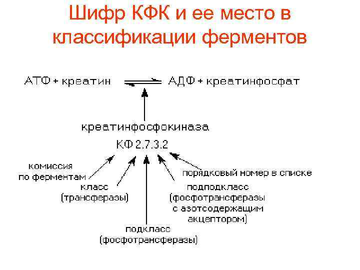Шифр КФК и ее место в классификации ферментов 