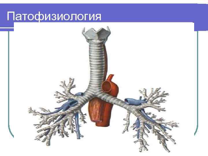 Патофизиология 