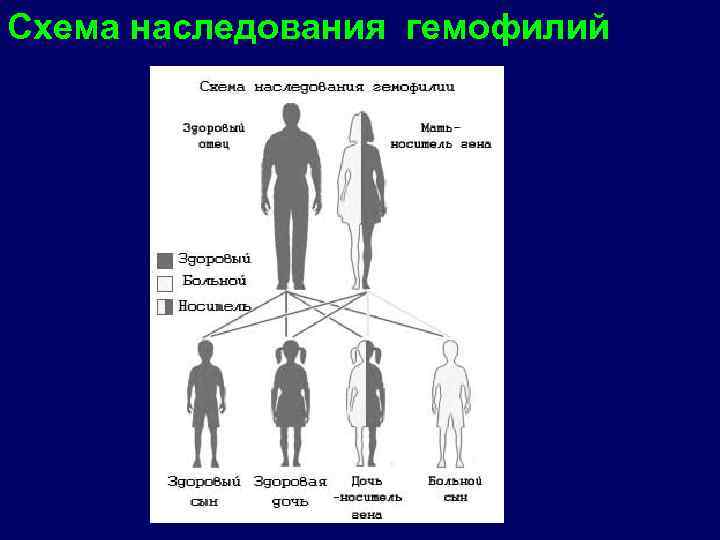 Схема наследования гемофилий заболевания. 