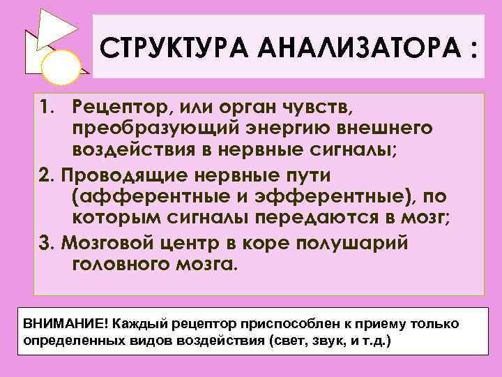 СТРУКТУРА АНАЛИЗАТОРА : 1. Рецептор, или орган чувств, преобразующий энергию внешнего воздействия в нервные