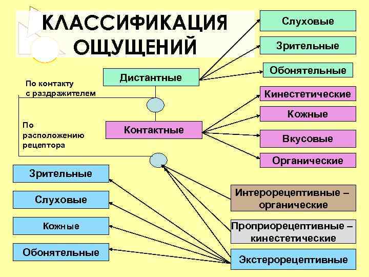 КЛАССИФИКАЦИЯ ОЩУЩЕНИЙ По контакту с раздражителем Дистантные Слуховые Зрительные Обонятельные Кинестетические Кожные По расположению