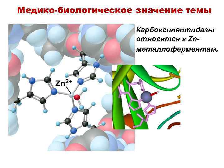 Медико-биологическое значение темы Карбоксипептидазы относятся к Znметаллоферментам. 