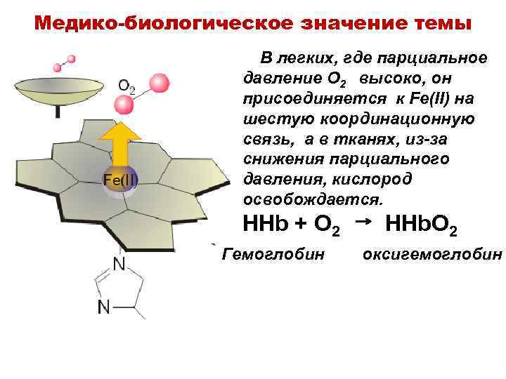 Медико-биологическое значение темы В легких, где парциальное давление O 2 высоко, он присоединяется к