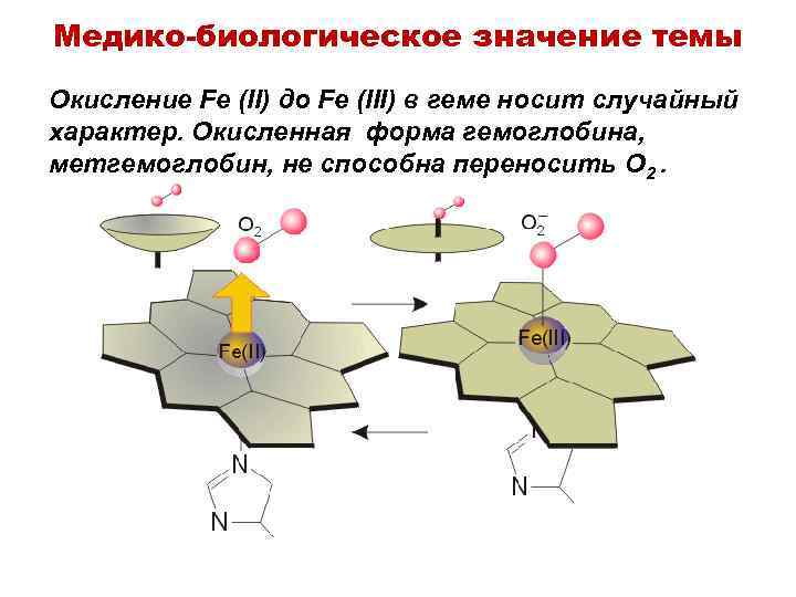 Медико-биологическое значение темы Окисление Fe (II) до Fe (III) в геме носит случайный характер.