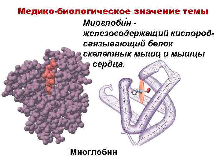 Медико-биологическое значение темы Миоглоби н железосодержащий кислородсвязывающий белок скелетных мышц и мышцы сердца. Миоглобин