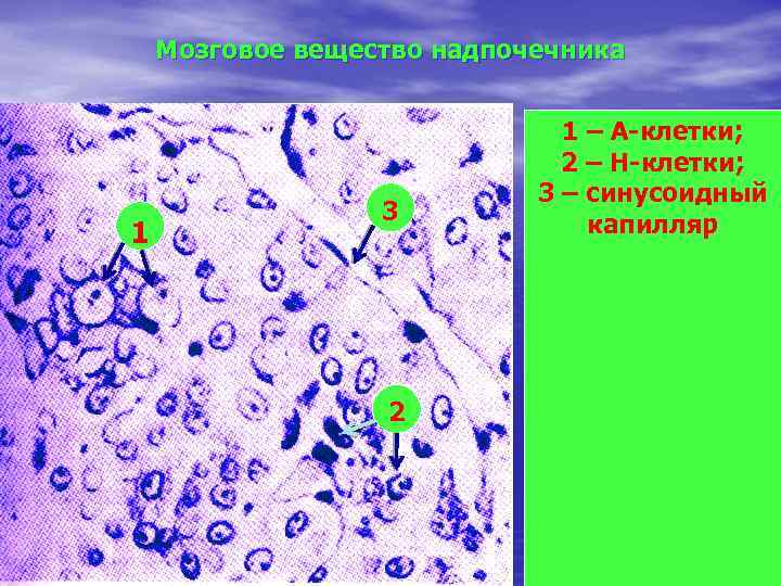 Мозговое вещество. Клетки мозгового вещества надпочечников. Клетки мозговового вещества надпочечников. Клетки мозгового вещества надпочечников синтезируют. Гормонпродуцирующие клетки мозгового вещества надпочечников.